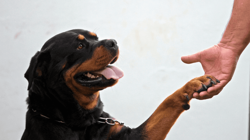 房屋保險公司常禁止的狗: 羅威納犬