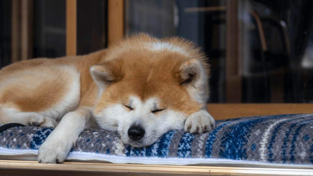 房屋保險公司常禁止的狗: 秋田犬Akita