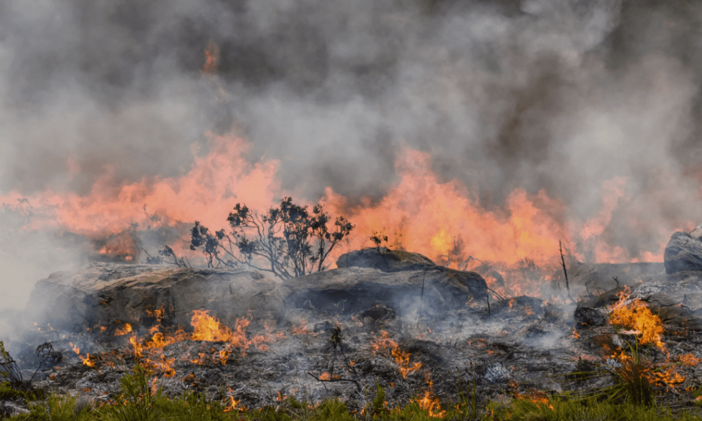 The photo shows a heavy fire is burning a mountain