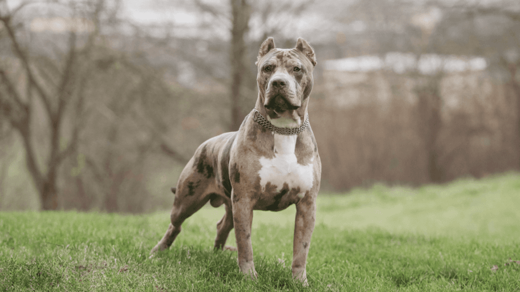房屋保險公司常禁止的狗: 比特犬