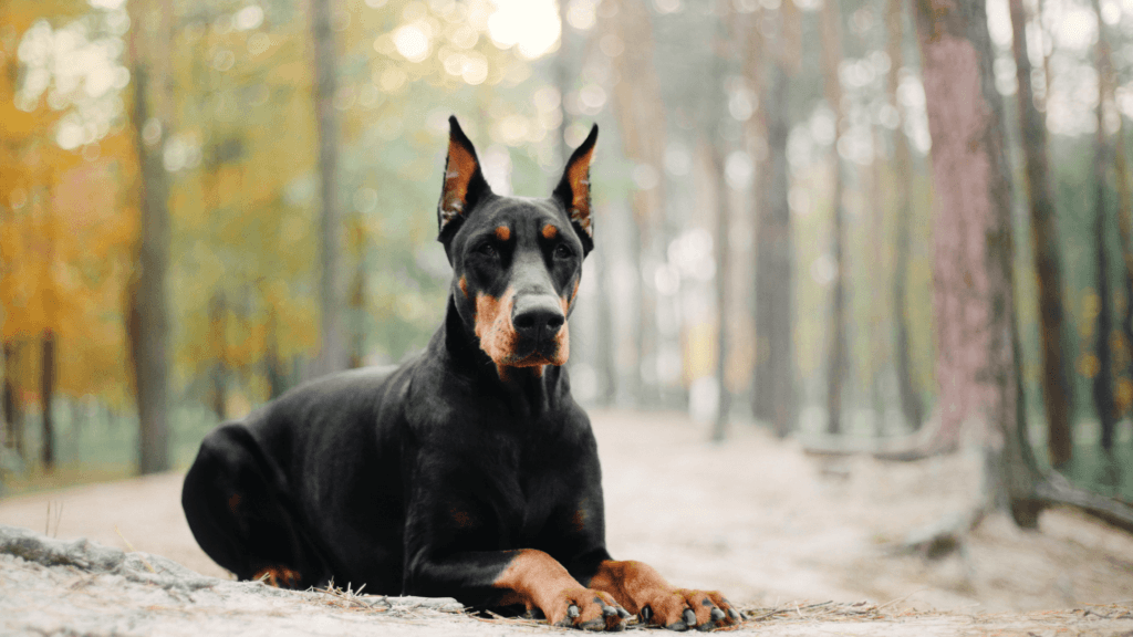 房屋保險公司常禁止的狗: 杜賓犬Doberman
