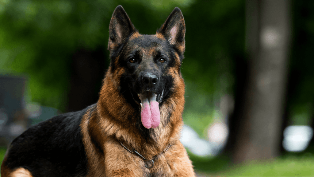 房屋保險公司常禁止的狗: 德國牧羊犬German Shepherd