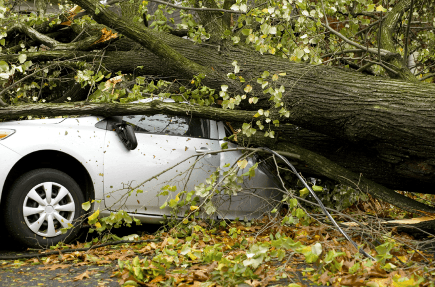 The photo shows a tree fell down and broke a car