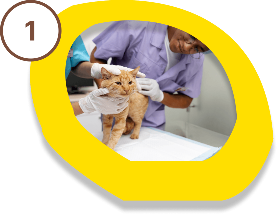 Visit the vet