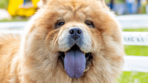 房屋保險公司常禁止的狗: 鬆獅犬Chow Chow