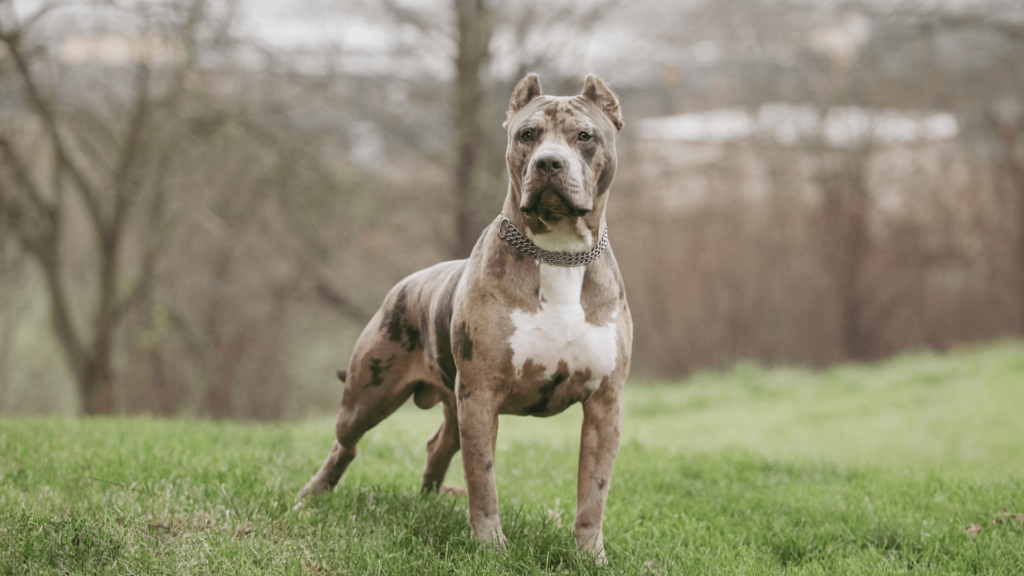 房屋保險公司常禁止的狗: 比特犬
