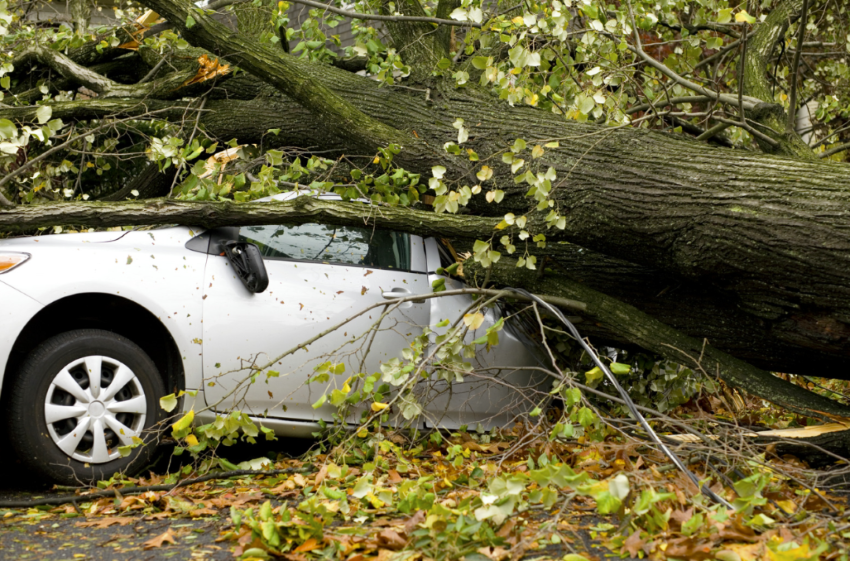 The photo shows a tree fell down and broke a car