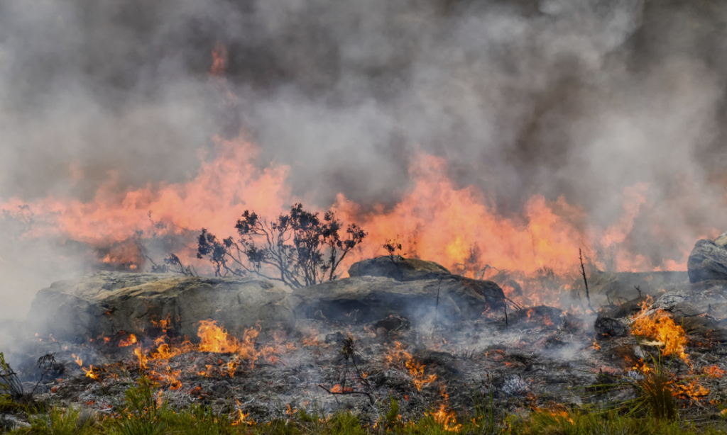 The photo shows a heavy fire is burning a mountain